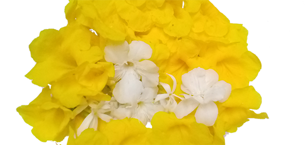 yellow flowers